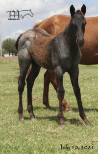 Funny B Dandy Girl's 2021 Blue Roan Colt